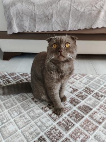 Yumak ( sahiplendirmek istiyoruz fotoğraf