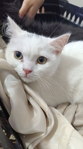 ACIL YAVRU SAHIPLENDIRME fotoğraf