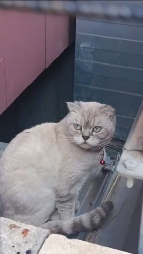 Acil! Scottish Fold ücretsiz sahiplendirme fotoğraf