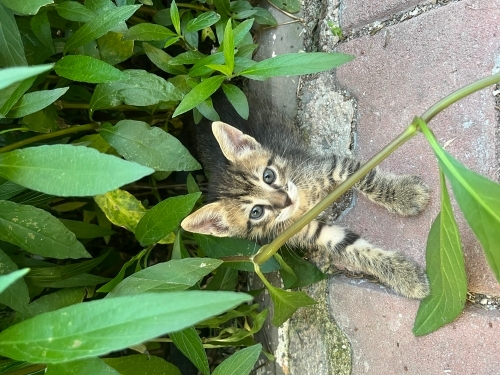Ömürlük yuva arıyoruz fotoğraf