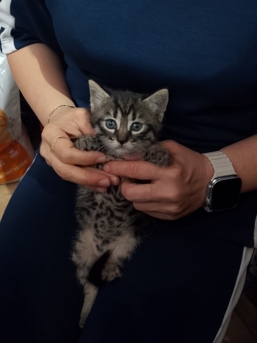 annesini kaybeden bebişe yuva arıyoruz fotoğraf