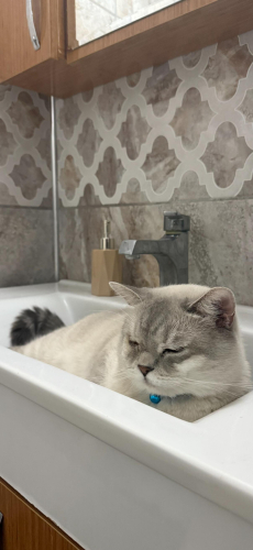 YAKIŞIKLI MERHAMETLİ AKILLI KEDİMİZ BULUT fotoğraf