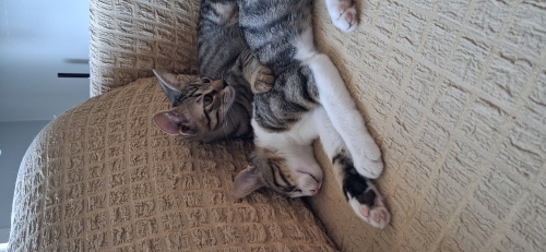 🤎🤍 İSTANBUL | KARAMEL & KÖPÜK ÖMÜRLÜK YUVALARINI ARIYOR! 🤍🤎 fotoğraf