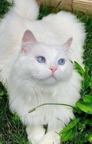 BEMBEYAZ TÜYLER, MASMAVİ GÖZLER ÜCRETSİZ BRİTİSH LONGHAİR KEDİLER fotoğraf