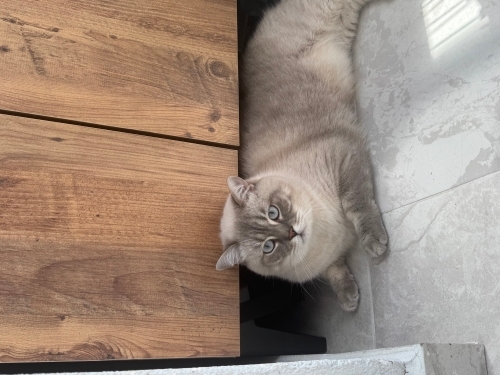 Acil ömürlük yuva fotoğraf