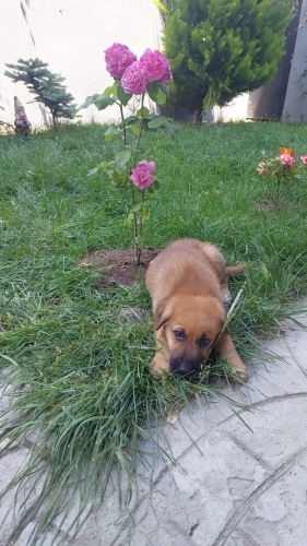 SEVECEN COBAN KOPEGI YAVRUSU CESUR AILESINI ARIYOR fotoğraf