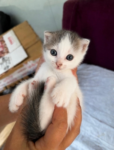 Bir aylık muhteşem bir bebek🐱🧿 tipi çok komik, oyuncu, sevecen fotoğraf