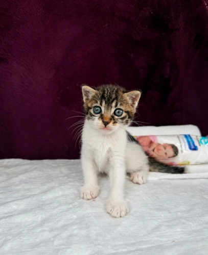 Bir aylık muhteşem bir bebek🐱🧿 oyuncu, sevecen, aşırı güzel😊 fotoğraf