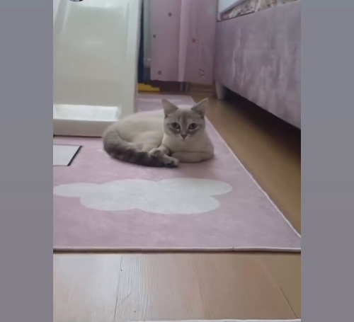Kedi sahiplendirme fotoğraf