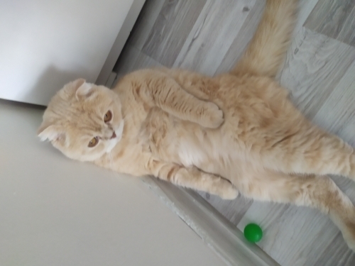 Barınağa verilmesin yeni sahibini arıyorum fotoğraf