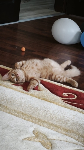 Kalıcı yuvasını arıyoruz fotoğraf