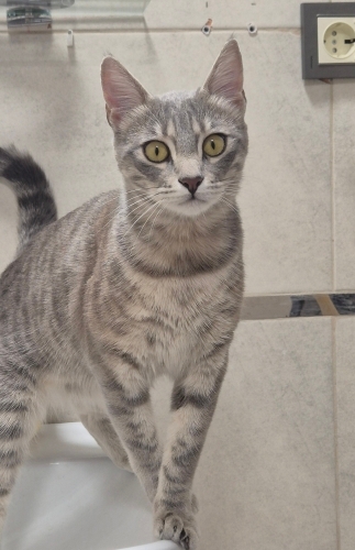 Evcil tekir kedi fotoğraf
