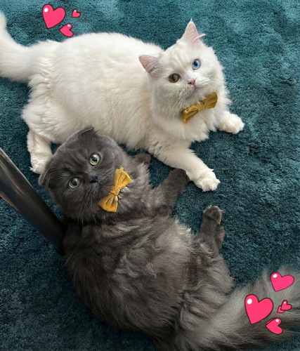Robin ve Lili yeni yuvasını arıyor fotoğraf