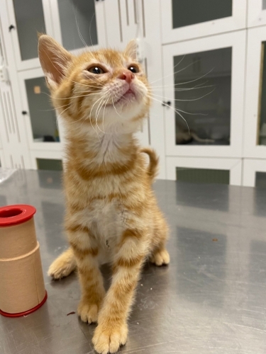 SARMAN KEDİ ACİL YUVA ARIYOR fotoğraf