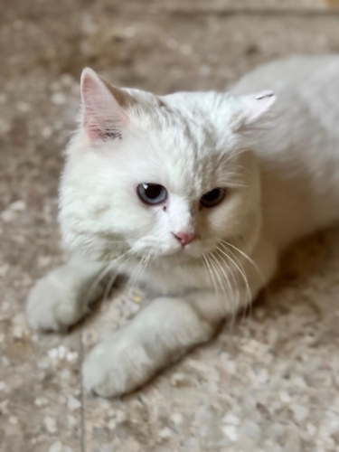 Beyaz british longhair erkek kedi fotoğraf