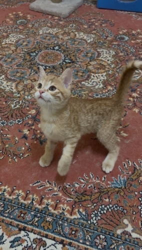 Yavru kedi Sarman fotoğraf