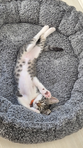 Oyuncu sevimli yavru yuva arıyor fotoğraf