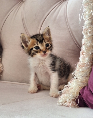 MİNİ MİNİ CALİCO PRENSESLER..!! fotoğraf