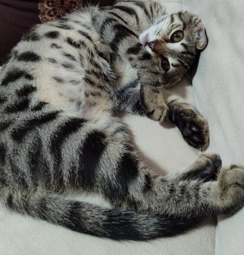 puma misali mirmir yavru kedi fotoğraf