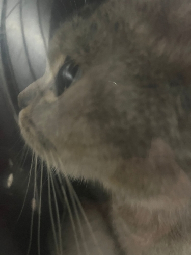 Sokağa Atılmış Üretim Mağduru Dünya Güzeli Mia’ya Geçici Kalıcı Yuva 🐾 fotoğraf