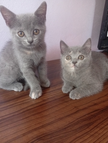 Oyuncu sevecen akıllı fotoğraf