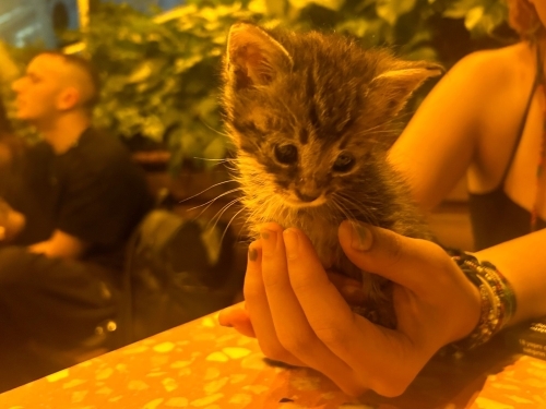 sahipsiz hasta yavru kedi fotoğraf