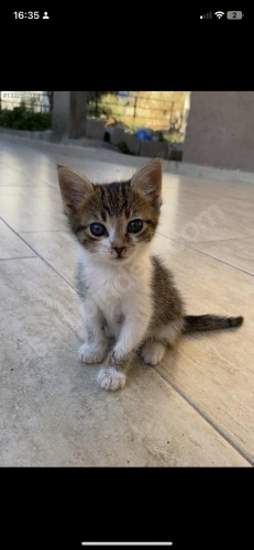 Acil yuva arıyoruz ! fotoğraf