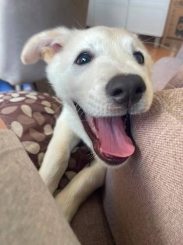 5 aylık enerjik insan dostu husky kırması fotoğraf