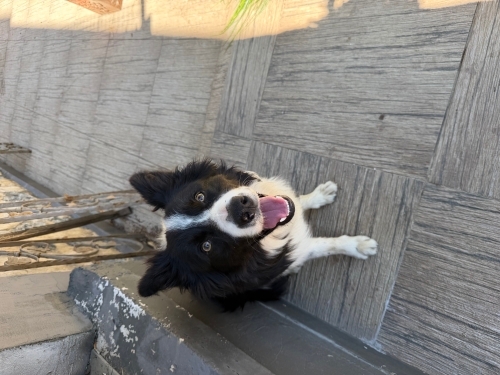 Erkek Border Collie, Çok sevecen fotoğraf