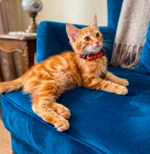 Minik Prens yuva arıyor fotoğraf