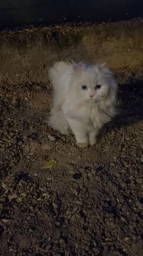 güzel kıza yuva arıyoruz fotoğraf