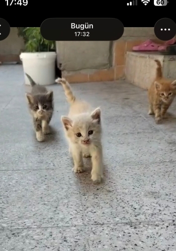 Anneleri olmayan yavrulara yuva fotoğraf