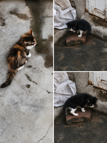Çok Acil Yuva Aranıyor – Annesiz Kalan Yavru Kediler fotoğraf