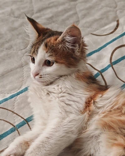 Minik kız bir melek arıyor fotoğraf