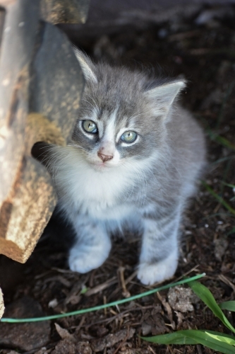 Babası British Shorthair 2 aylık fotoğraf