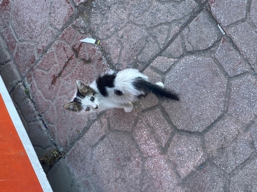 ACİL YUVA SOKAKTA KALAMAZ fotoğraf