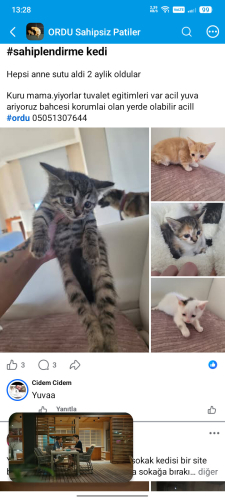 Uctertsiz sahiplendirmee hepsi anne sutu aldi tuvalet egitimi var 2 ayliklar fotoğraf