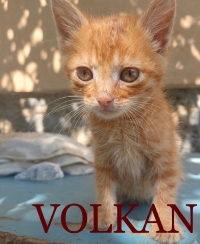 Uyumlu tatlı sarmana yuva fotoğraf