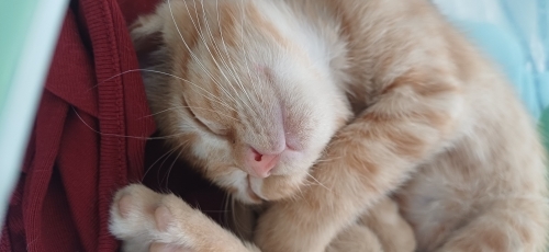 4 aylık SARMAN görme engelli fotoğraf