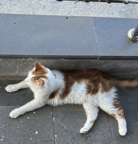 KISIRLAŞTIRILMIŞ AŞILARI TAM EVRAKLARIYLA BİRLİKTE İÇ DIŞ PARAZİT,1-2 KARMA AŞI fotoğraf