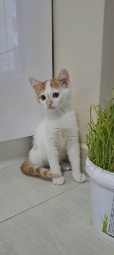 2 AYLIK MİNİK OĞLUŞ ÖMÜRLÜK YUVA ARIYOR YENİMAHALLE fotoğraf