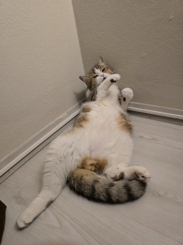 Leo'ya yuva arıyoruz fotoğraf