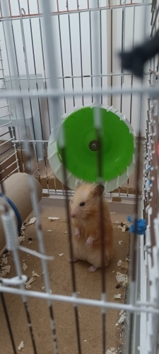 Suriye hamsteri sahiplendirme. fotoğraf