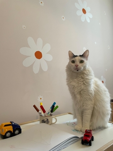 Sütlacımıza Yuva Arıyoruz fotoğraf