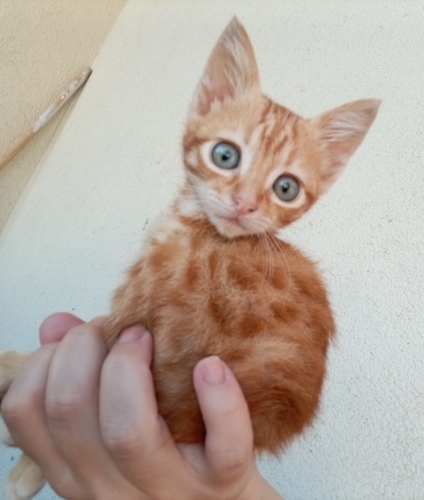 1 aylık Sarman kedi fotoğraf
