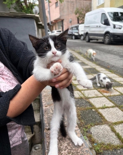 Yavru kedi tek kaldı fotoğraf