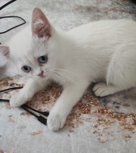 Maviş kedi takip şartı ile fotoğraf
