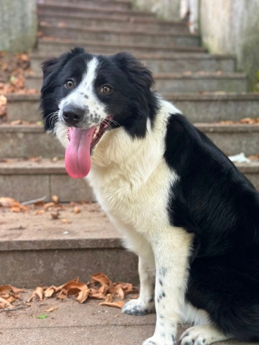 Bailey yuva arıyor fotoğraf