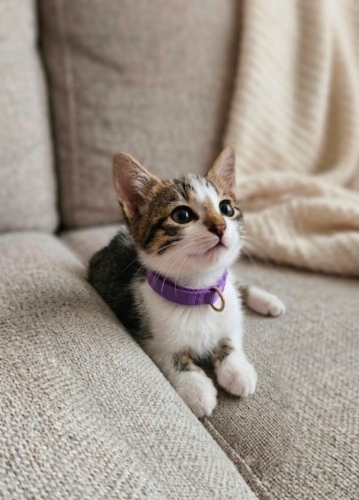 Minik Prenses yuva arıyor fotoğraf