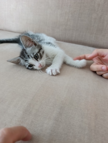 Annesiz miniğe acil yuva fotoğraf